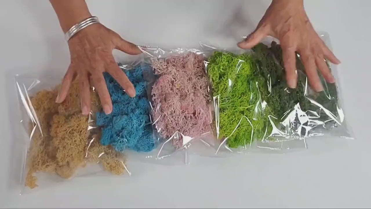 Preserved Reindeer Moss - 2oz - 5 Colors
