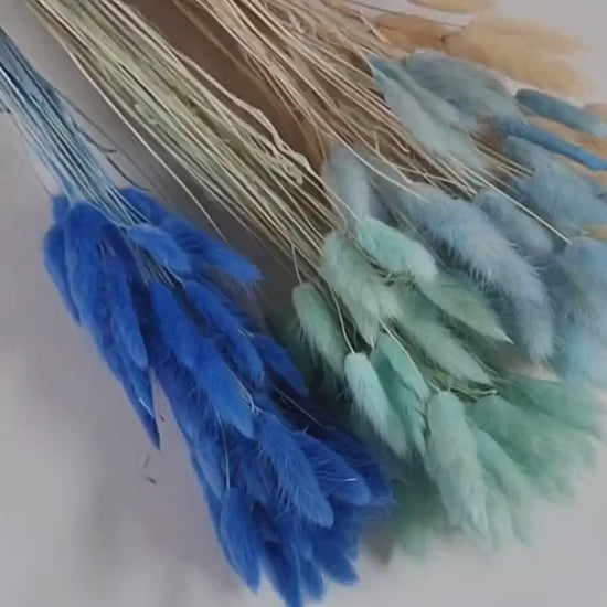 60 Stems Blue Dried Bunny Tail Grass: Boho Wedding Decor