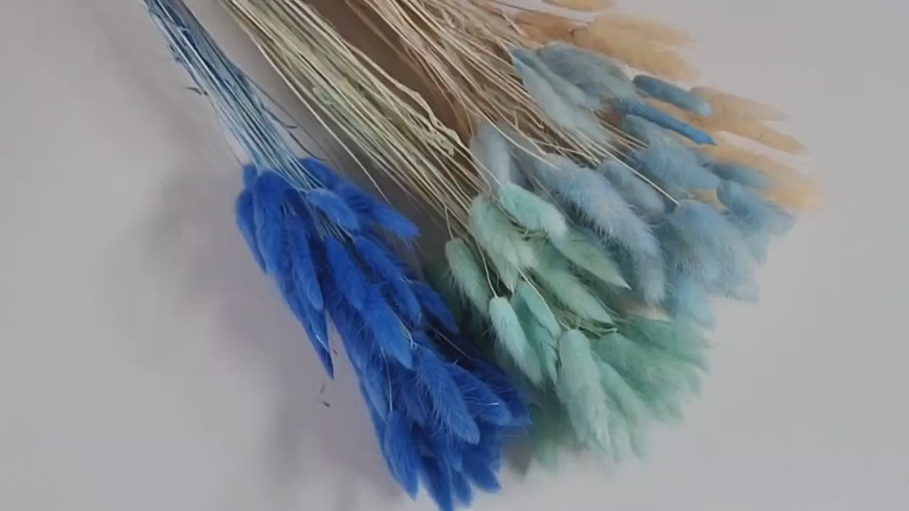 60 Stems Blue Dried Bunny Tail Grass: Boho Wedding Decor