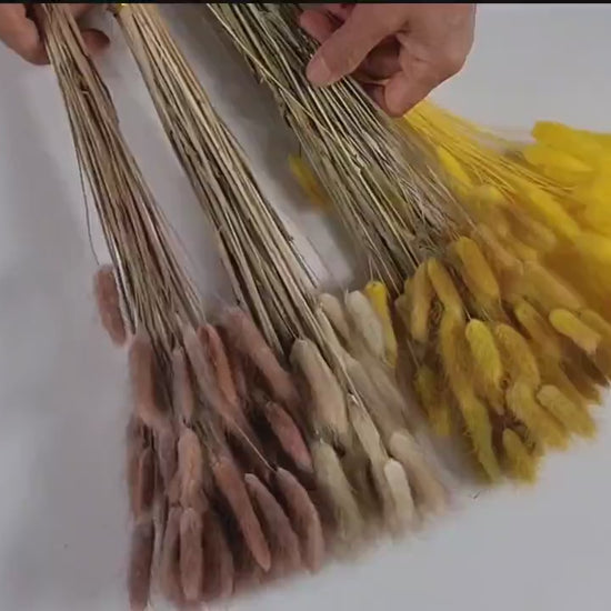60 Stems Yellow Dried Bunny Tail Grass: Boho Wedding Decor