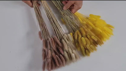 60 Stems Yellow Dried Bunny Tail Grass: Boho Wedding Decor