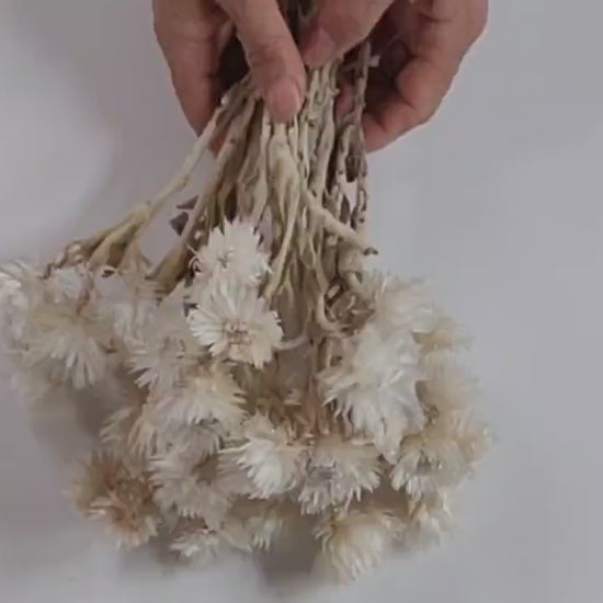 Dried White Straw Flowers: 13" Everlasting Helichrysums