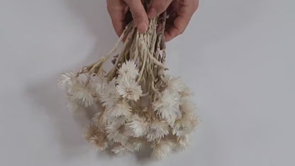 Dried White Straw Flowers: 13" Everlasting Helichrysums
