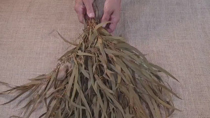 Yellow Preserved Eucalyptus Olive Seeded Willow Leaves for Indoor Home & Office Decor; Millet Leaf Party Decoration Plants