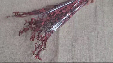 Red Preserved Eucalyptus: Small Leaf Parvifolia, Dried