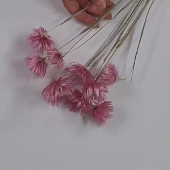 Pink Dried Silver Daisy Bush: Wedding Floral Supply (19-20" Tall)
