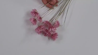 Pink Dried Silver Daisy Bush: Wedding Floral Supply (19-20" Tall)