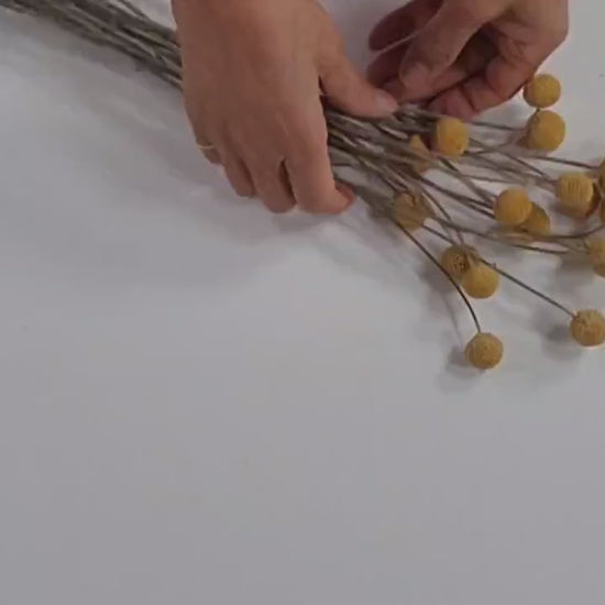 Yellow Craspedia Bundle: 20 Dried Billy Buttons, DIY Wedding Flowers
