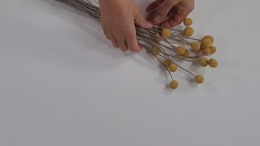 Yellow Craspedia Bundle: 20 Dried Billy Buttons, DIY Wedding Flowers