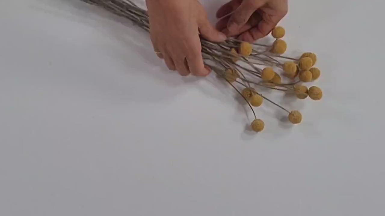 Yellow Craspedia Bundle: 20 Dried Billy Buttons, DIY Wedding Flowers
