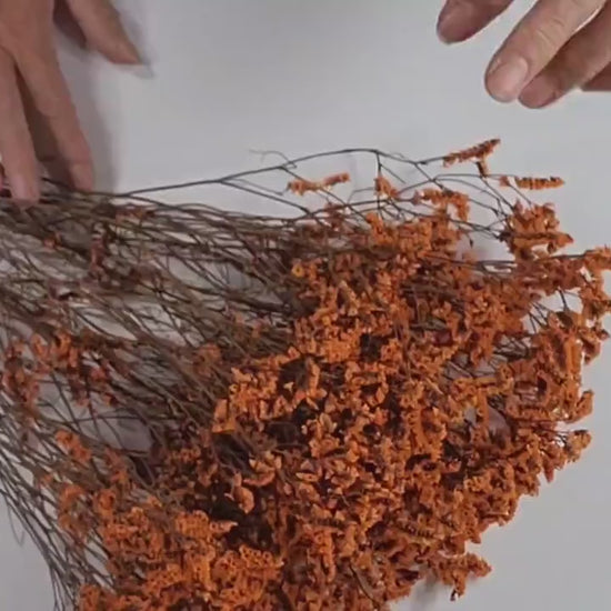 Orange Preserved German Statice: Dried Limonium Flowers (19-20" Tall)