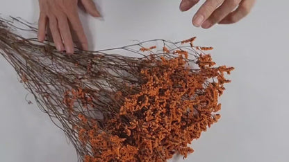 Orange Preserved German Statice: Dried Limonium Flowers (19-20" Tall)