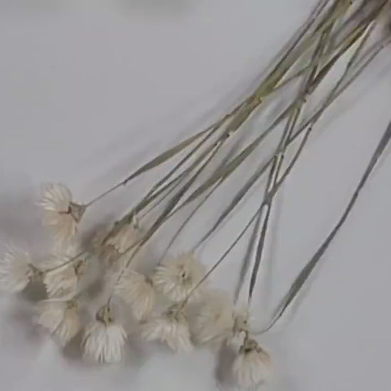 White Silver Daisy Dried Flowers: Home & Wedding Decor (19-20" Tall)