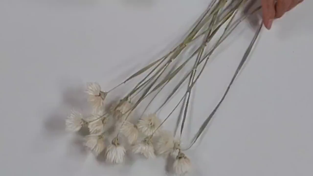 White Silver Daisy Dried Flowers: Home & Wedding Decor (19-20" Tall)