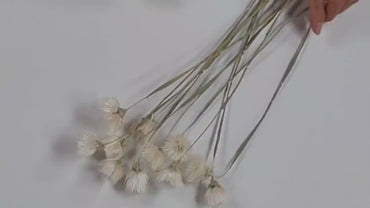 White Silver Daisy Dried Flowers: Home & Wedding Decor (19-20" Tall)