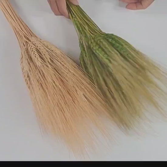 Dried Bearded Wheat Stalks: 20" Fall Wedding Floral Decor