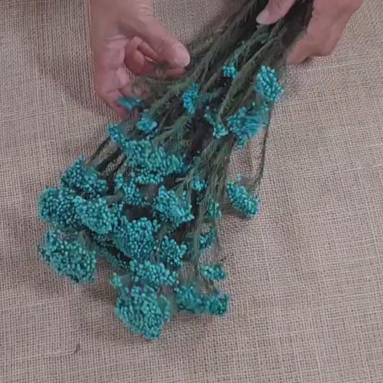 Blue Preserved Rice Flower: Dried Wedding Bouquet Filler (19-20" Tall)