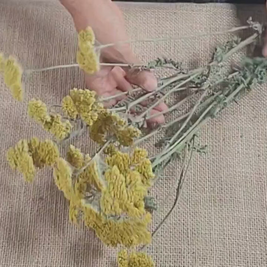 Dried Yellow Yarrow Bunch, Natural Floral Arrangement, Home Decor, 10 Stems