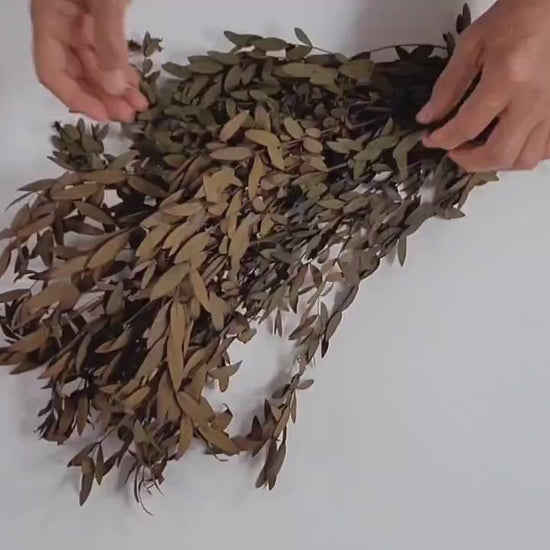 Brown Preserved Parvifolia Eucalyptus: 20-Inch Dried Leaf Bunch
