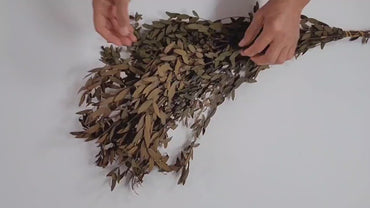 Brown Preserved Parvifolia Eucalyptus: 20-Inch Dried Leaf Bunch