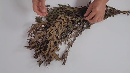Brown Preserved Parvifolia Eucalyptus: 20-Inch Dried Leaf Bunch