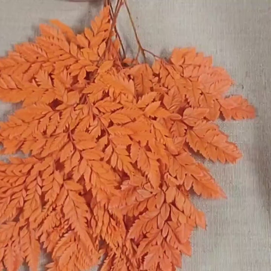 Preserved Fern, orange Leather Leaf, 10 Stems Preserved Soft and Whispy Wedding Ferns-Tree Fern - Orange Ferns-Floral Décor