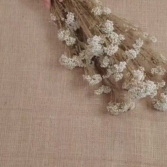 Beige Preserved Rice Flower: Dried Floral Arrangement, Wedding Decor (19-20" Tall)