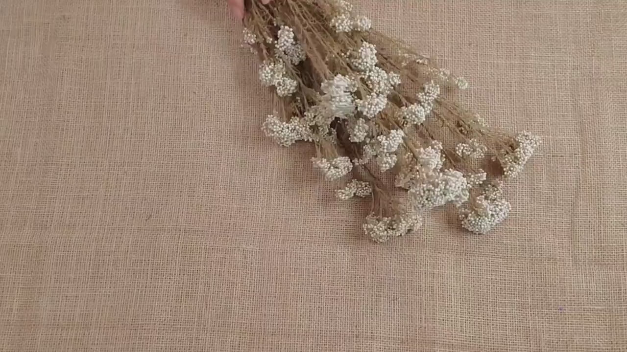Beige Preserved Rice Flower: Dried Floral Arrangement, Wedding Decor (19-20" Tall)