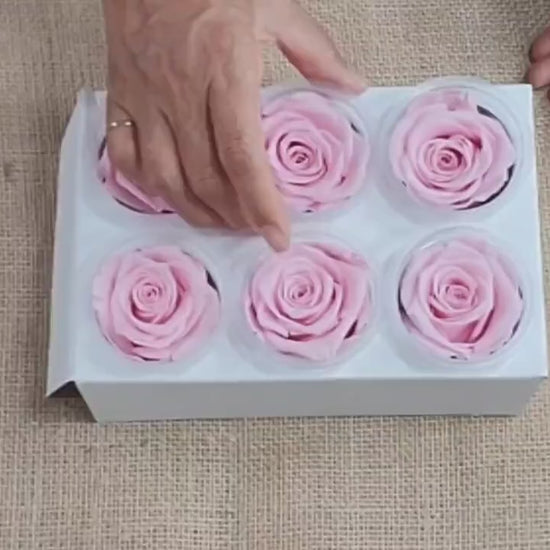6 Light Pink Preserved Roses: DIY Floral Arrangements
